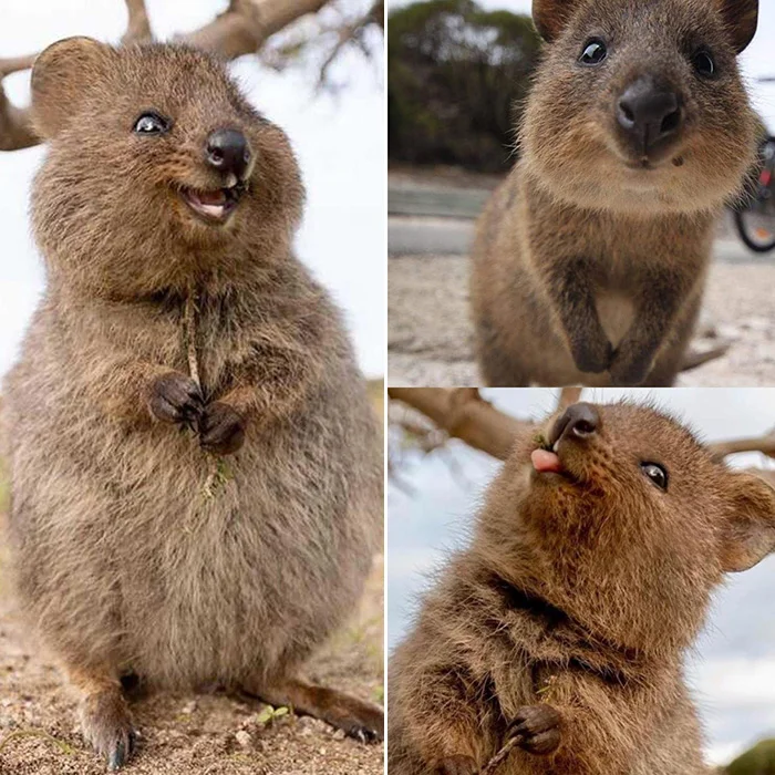 Quokka.webp