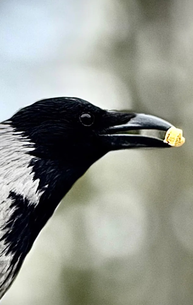 Screenshot 2025-05-07 at 8.47.42.webp