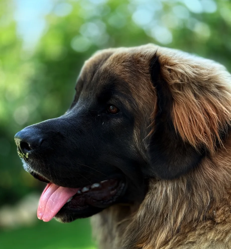 Screenshot 2025-07-26 at 10.01.07.webp