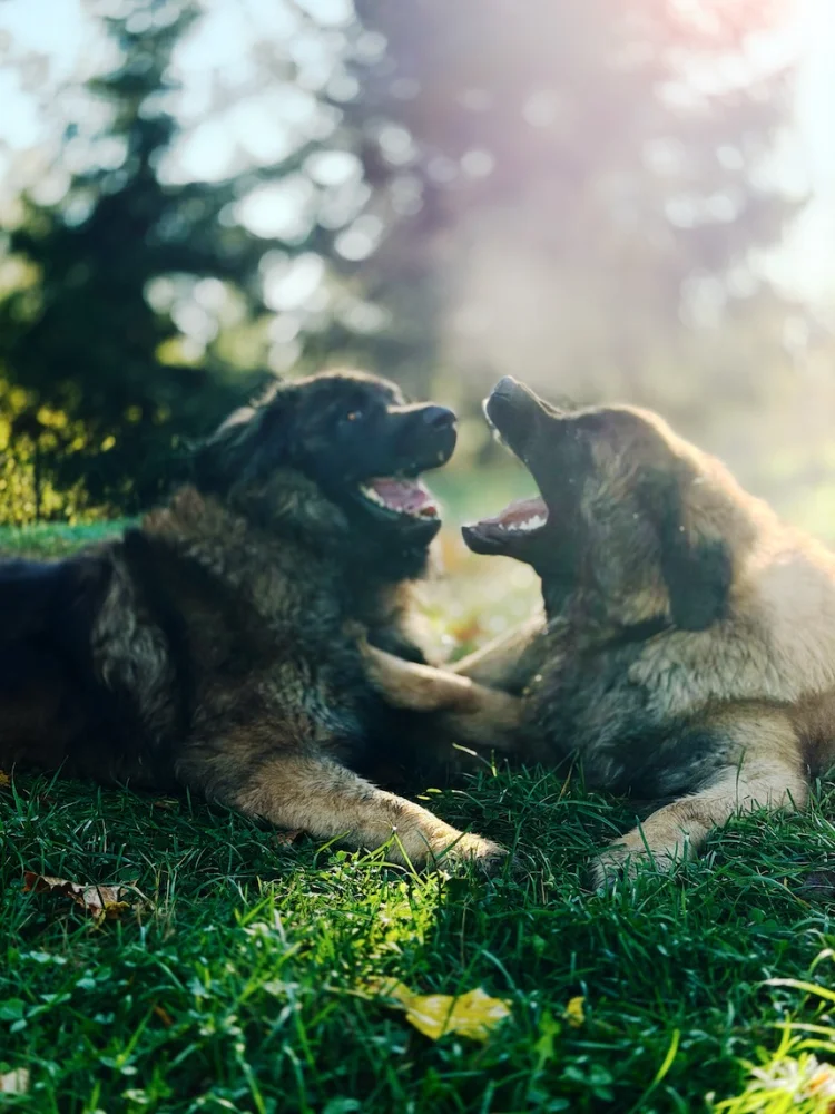 Screenshot 2025-09-28 at 20.59.54.webp