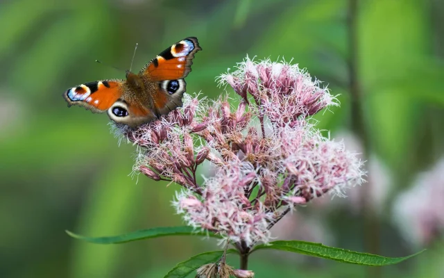 TLP_8197.webp TLP_8197.webp