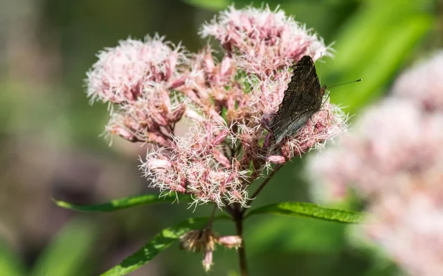 TLP_8221.webp TLP_8221.webp