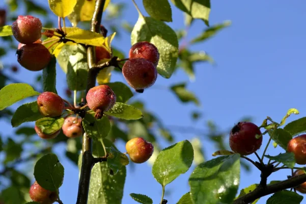 _DSC0028.webp _DSC0028.webp