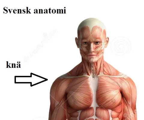 anatomy.webp